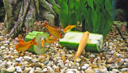 veggie clips for aquariums