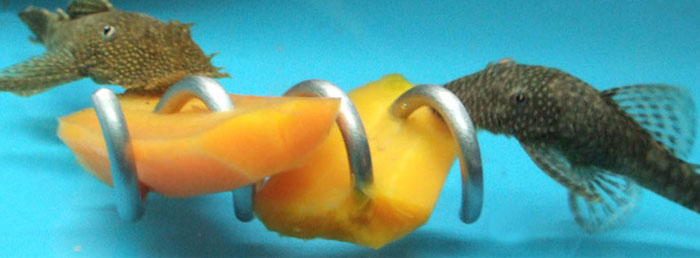 Ancistrus on carrot with screwcumber